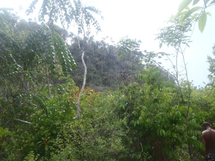 Baracoa jungle 3